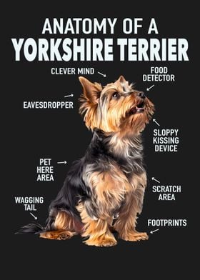 Yorkshire terrier