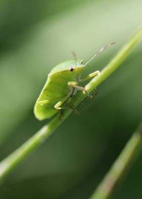 Green Stink Bug Close Up