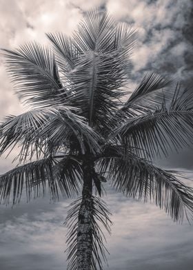 Palm tree Santos