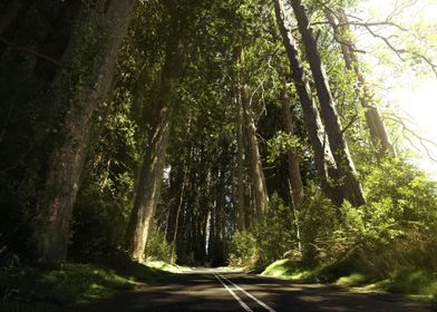 Old forest Highway