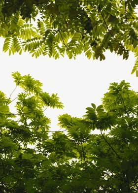 view of the leaves  