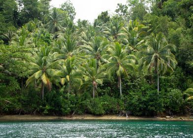 Palm tree paradise island