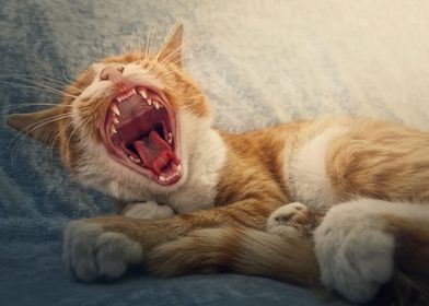 yawning sleepy cat