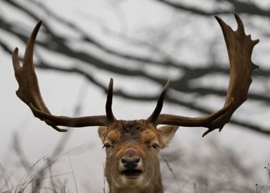 Happy deer with antlers