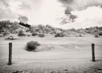 The Sand Dune 
