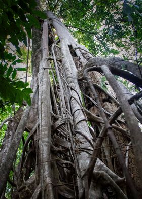 ancient tree from below