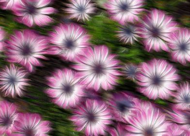 colorful daisy in bloom 