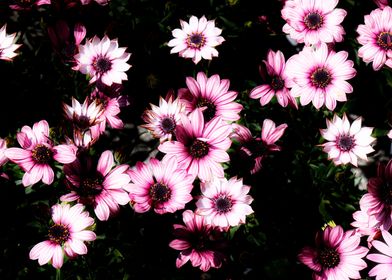 colorful daisy in bloom 