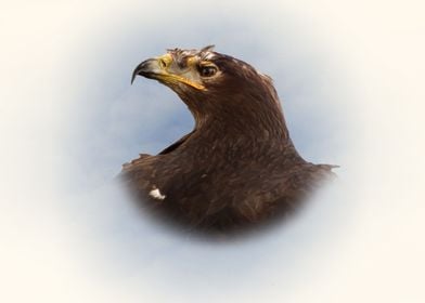 Steppe eagle