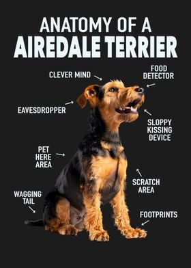 Airedale terrier