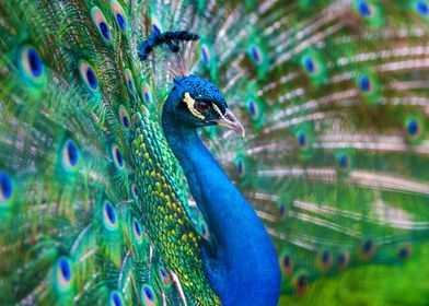 Peacock