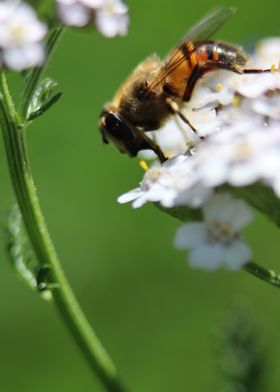 Honey Bee Micro Photo