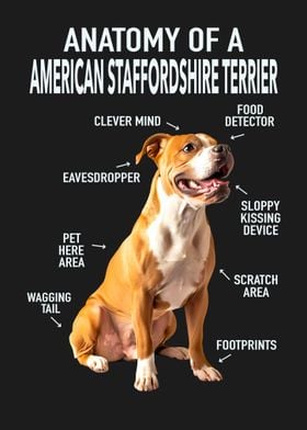 American staffordshire