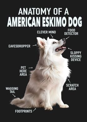 American eskimo dog