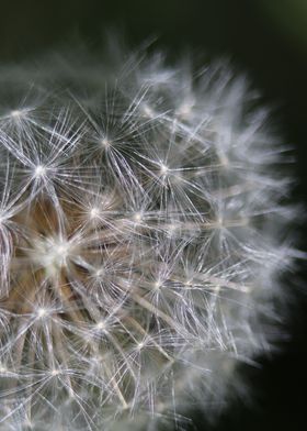 Fluffy Dandelion Seeds