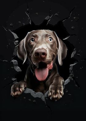 Weimaraner