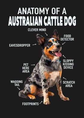 Australian cattle dog