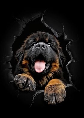 Tibetan Mastiff