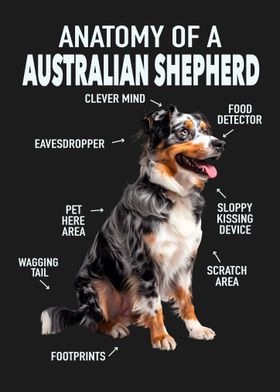 Australian shepherd