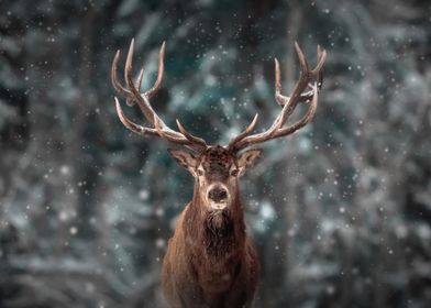 Stag in the Snow