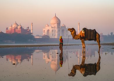 Camel at Taj Mahal India