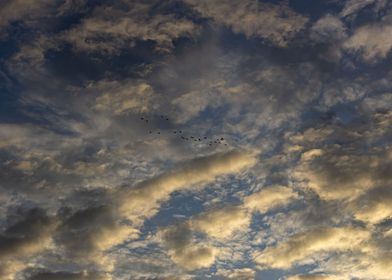 birds flying in sunset sky