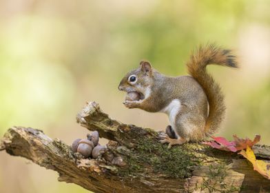 Squirrel eating a nut