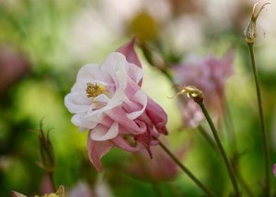 aquilegia flower in bloom 