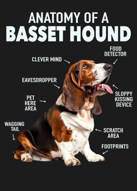 Basset hound