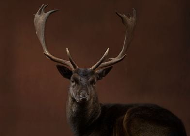 Deer dark brown background