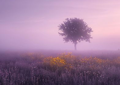 Tranquil Field at Dusk