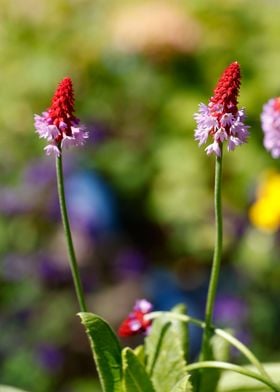 flower in bloom