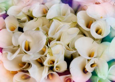 calla lily in the garden