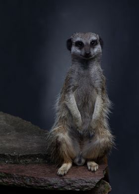 Meerkat portrait front