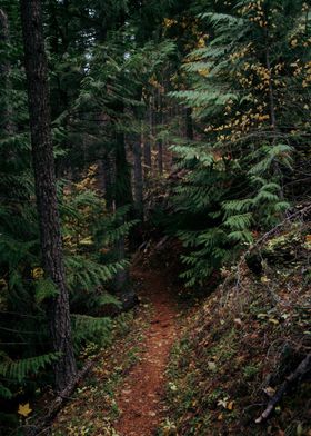 Fall Trail