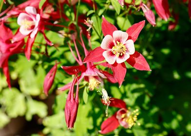 aquilegia flower in bloom 