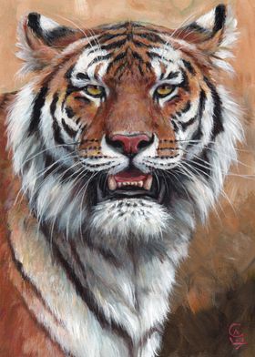 Tiger portrait 240038
