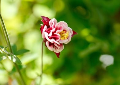 aquilegia flower in bloom 