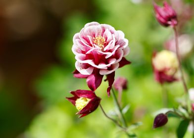 aquilegia flower in bloom 