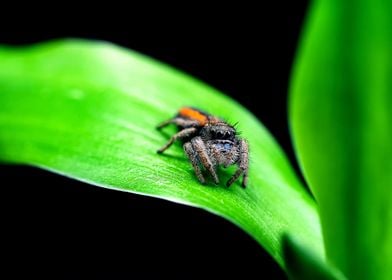 Phidippus jumping spider