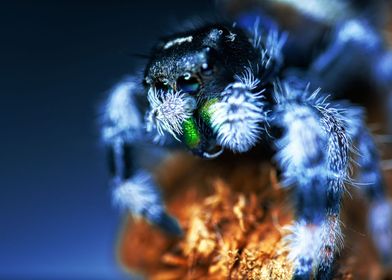 Phidippus jumping spider