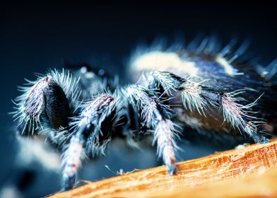 Phidippus jumping spider