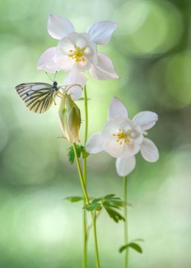 White columbines