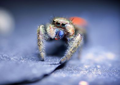 Phidippus jumping spider