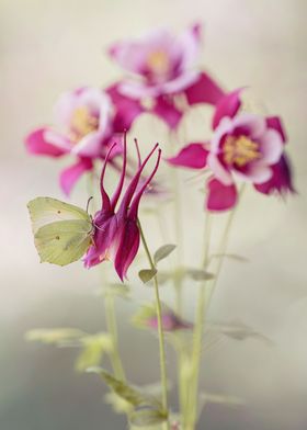 Pink columbines