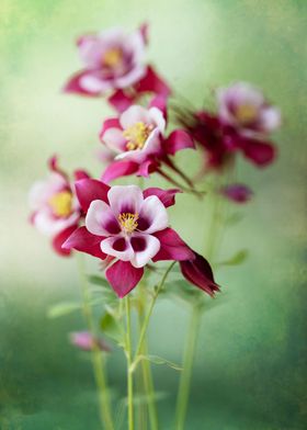 Pink fresh columbines