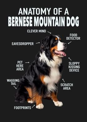 Bernese mountain dog