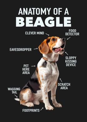 Beagle