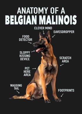 Belgian malinois