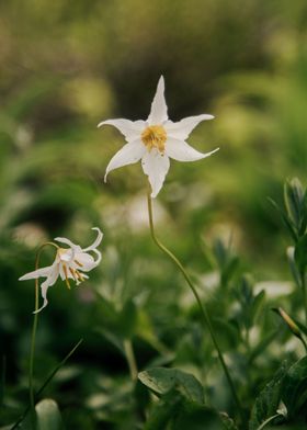 Avalanche Lily